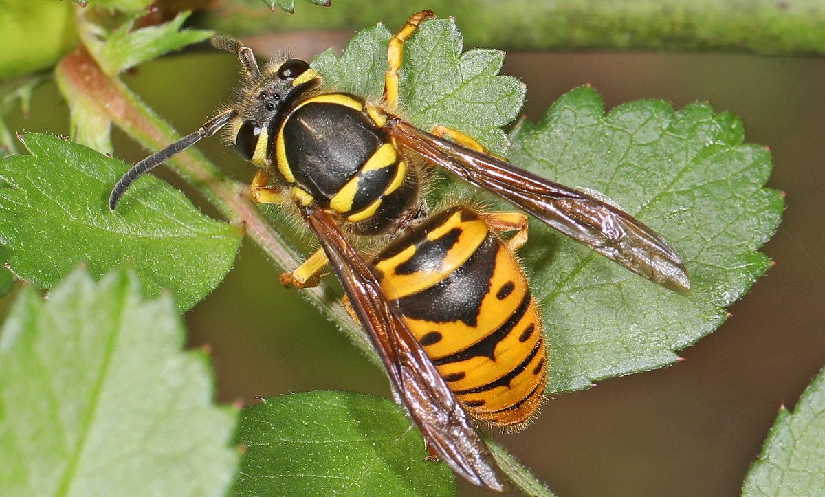 Eastern Yellow Jacket