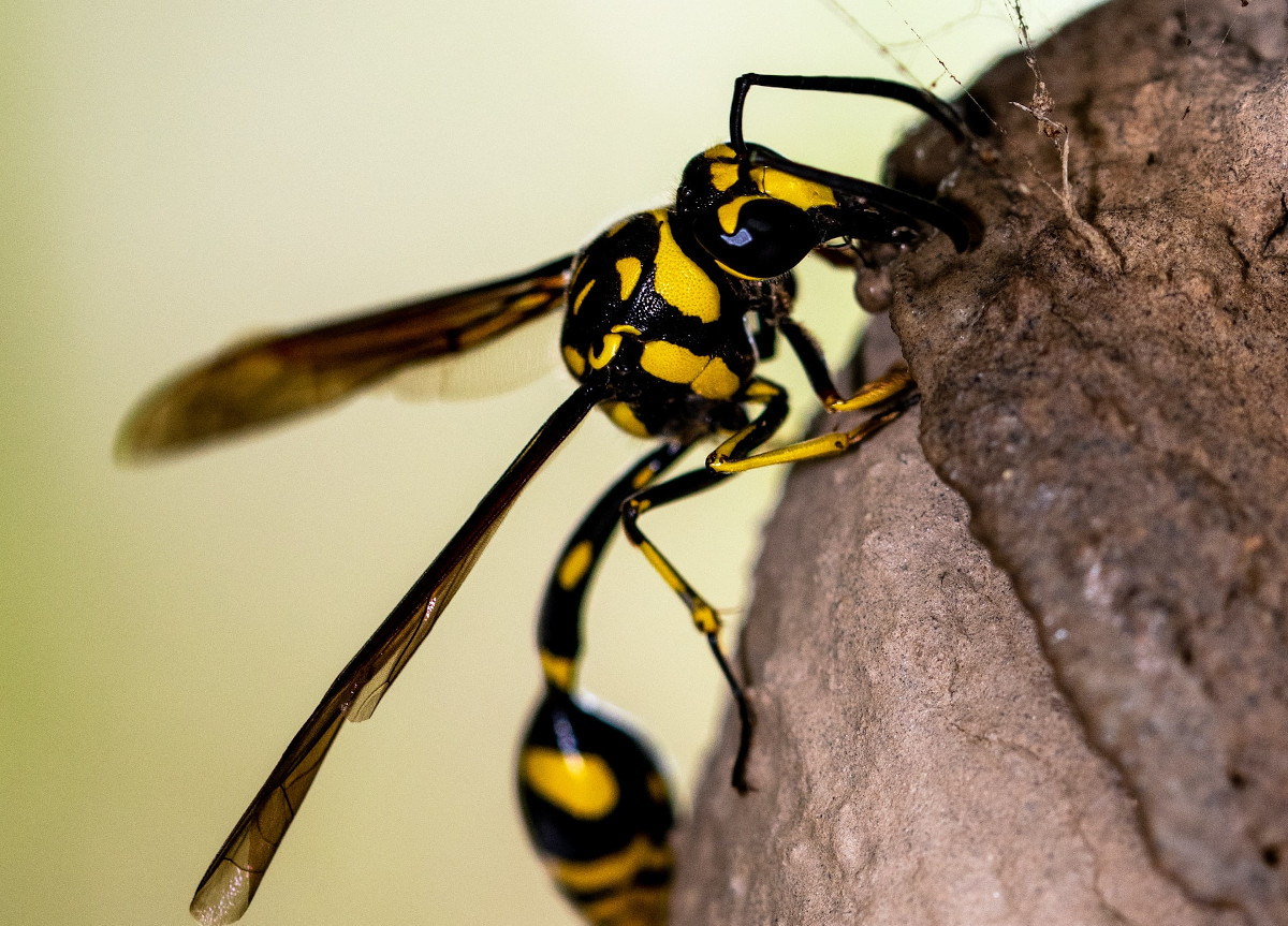 Black Mud Dauber