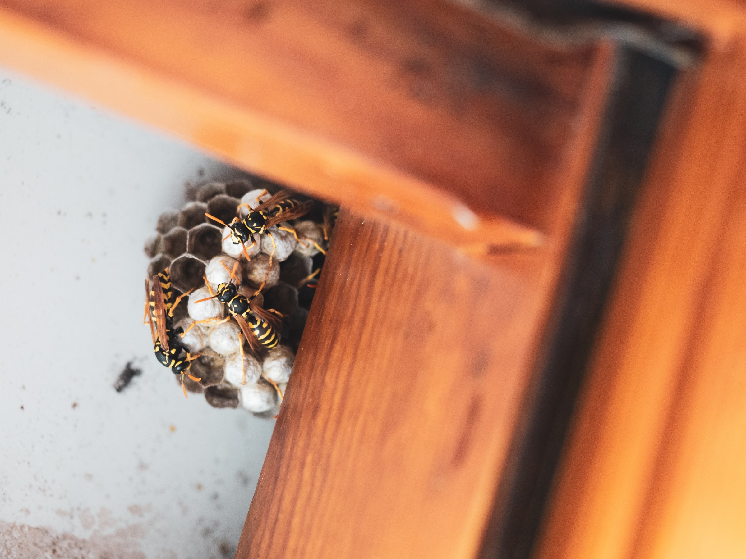 Paper wasp nest