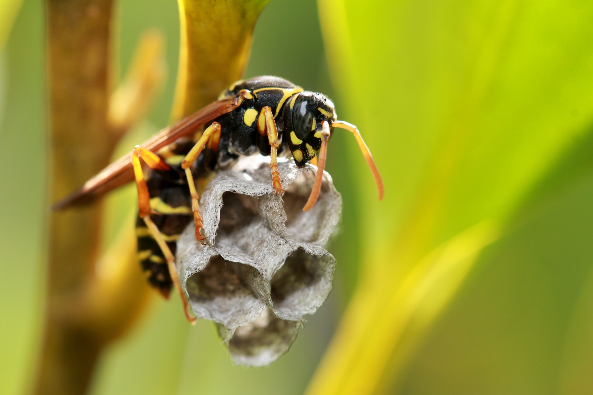 Cute paper wasp