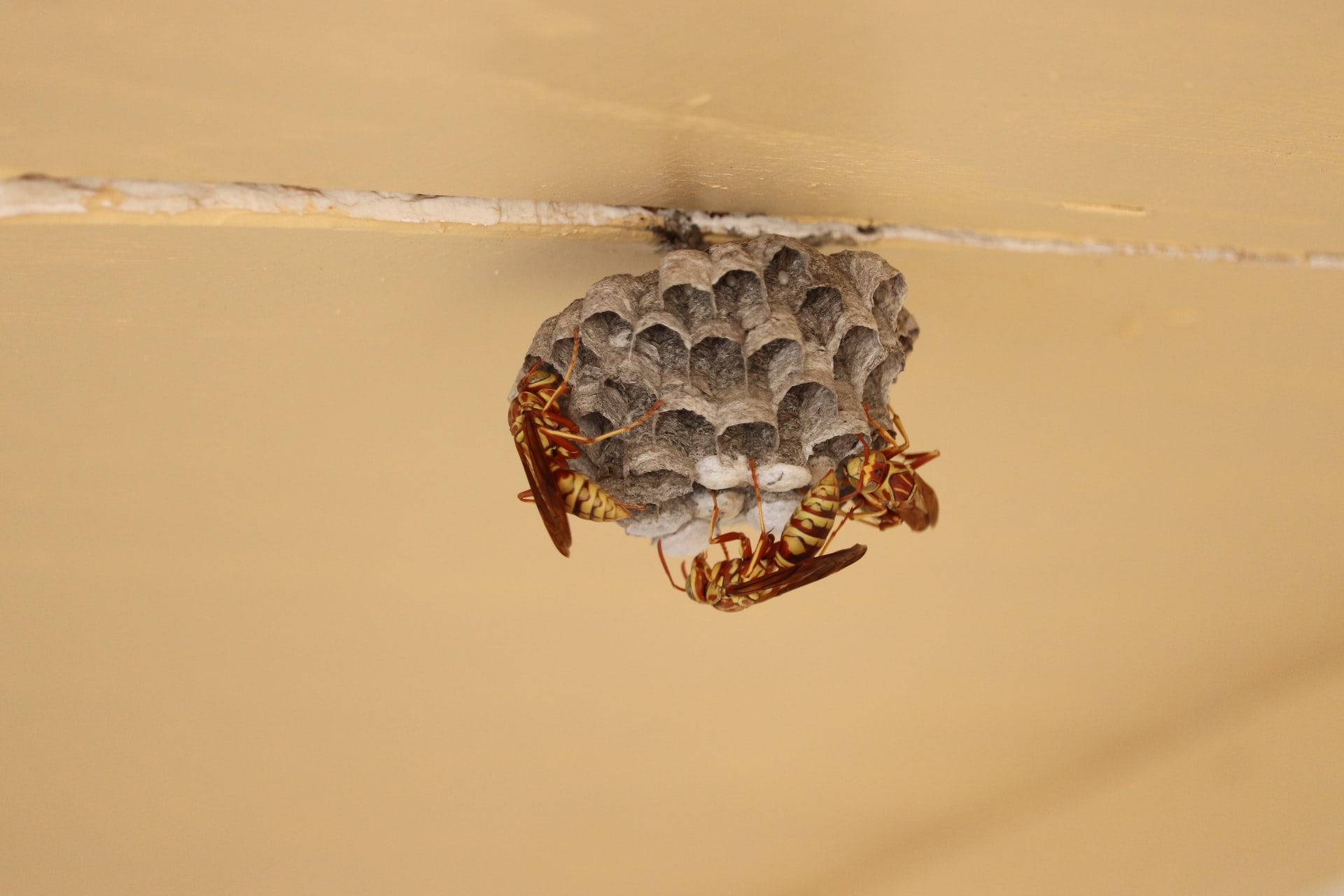 Another paper wasp nest