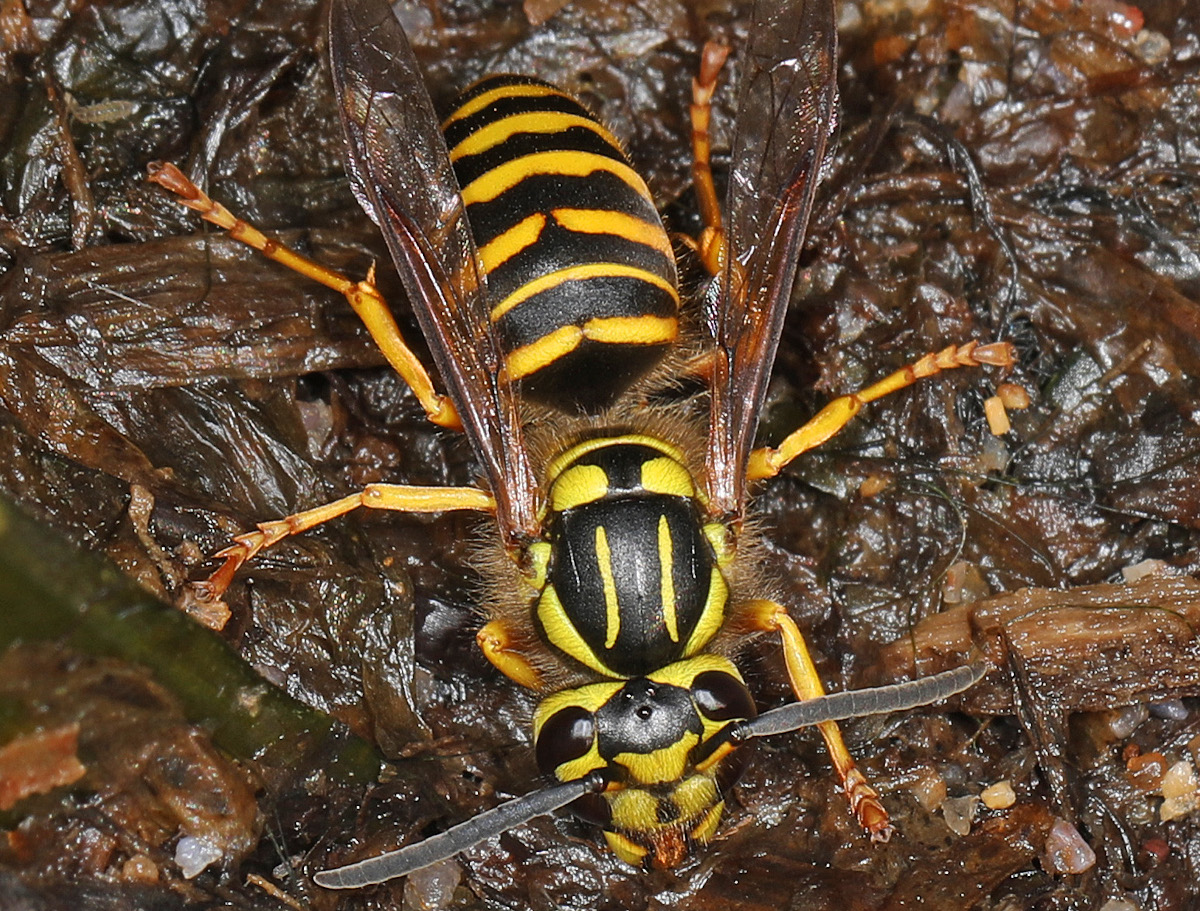 Southern Yellowjacket