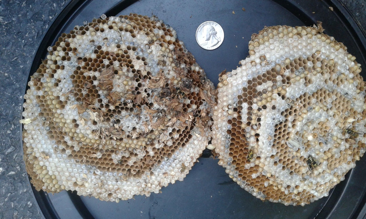 Yellowjacket nest